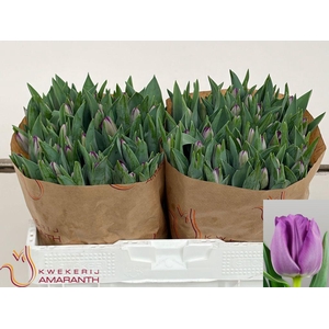 Tulipa si saigon