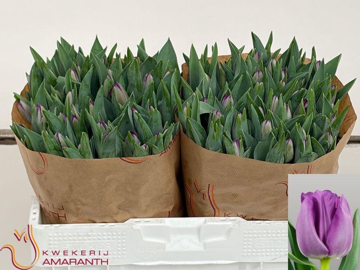 <h4>Tulipa si saigon</h4>