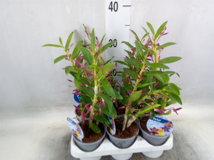 <h4>Dendrobium   ...</h4>