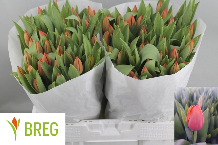 <h4>TU EN AD REM</h4>