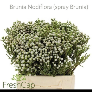 BRUN NODULIFLORA