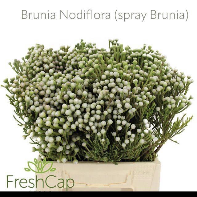 <h4>BRUN NODULIFLORA</h4>