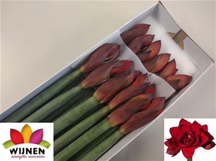 <h4>Hipp Dg Double King</h4>