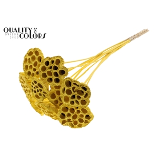 Lotus 5-7cm on stem Covered Yellow
