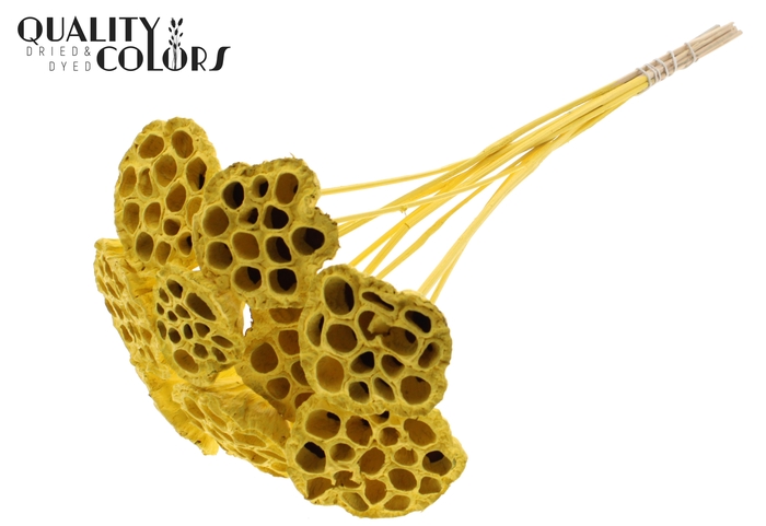 Lotus 5-7cm on stem Covered Yellow