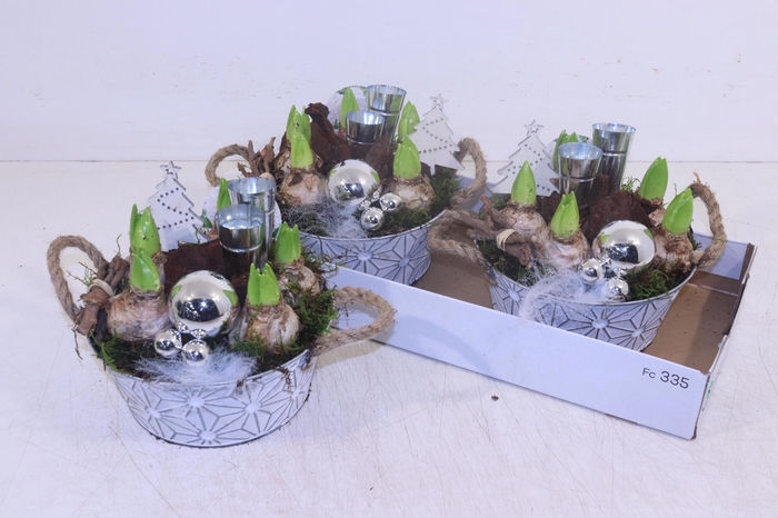 <h4>Arr Hyacinth</h4>