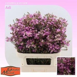 Chame Adi Pink 70gr 80cm