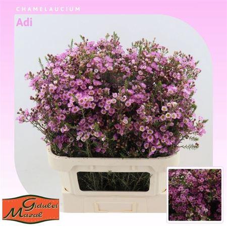 <h4>Chame Adi Pink 70gr 80cm</h4>