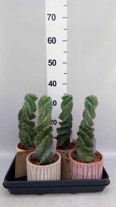 <h4>Cereus   ...</h4>