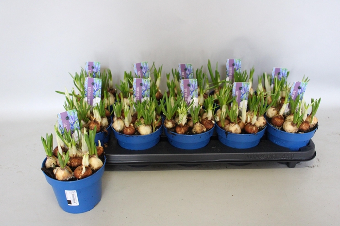 <h4>BOLBLOEMEN GEM</h4>