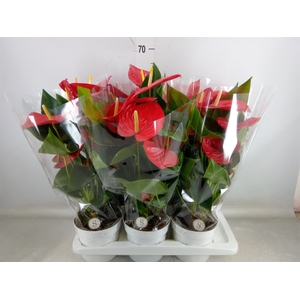 Anthurium andr. 'Minnesota'