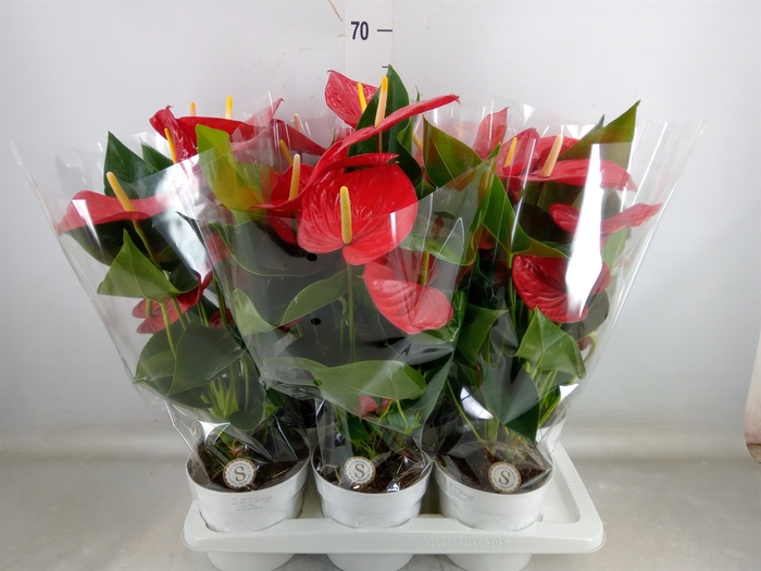 <h4>Anthurium andr. 'Minnesota'</h4>