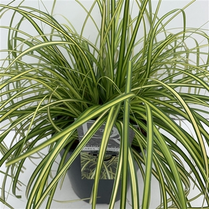 Carex 'Eversheen'