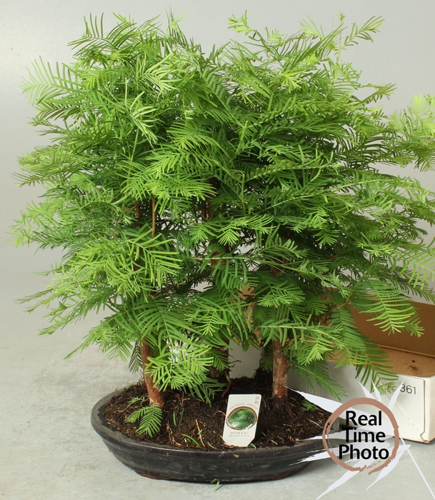 <h4>BONSAI OV</h4>