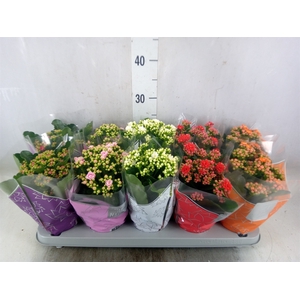 Kalanchoe blos. 'Perfecta'  ..mix 5