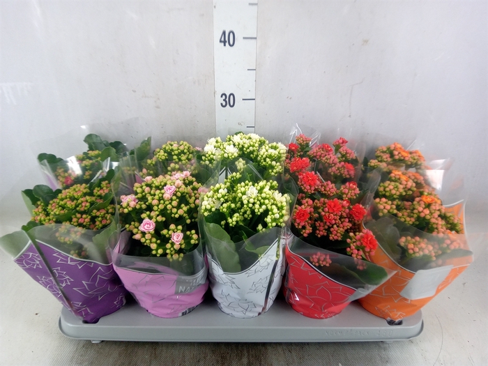 <h4>Kalanchoe blos. 'Perfecta'  ..mix 5</h4>