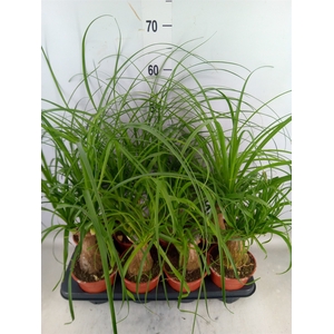 Beaucarnea recurvata