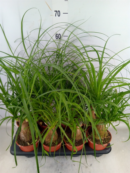 <h4>Beaucarnea recurvata</h4>