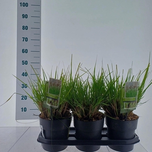 Pennisetum alopecuroides