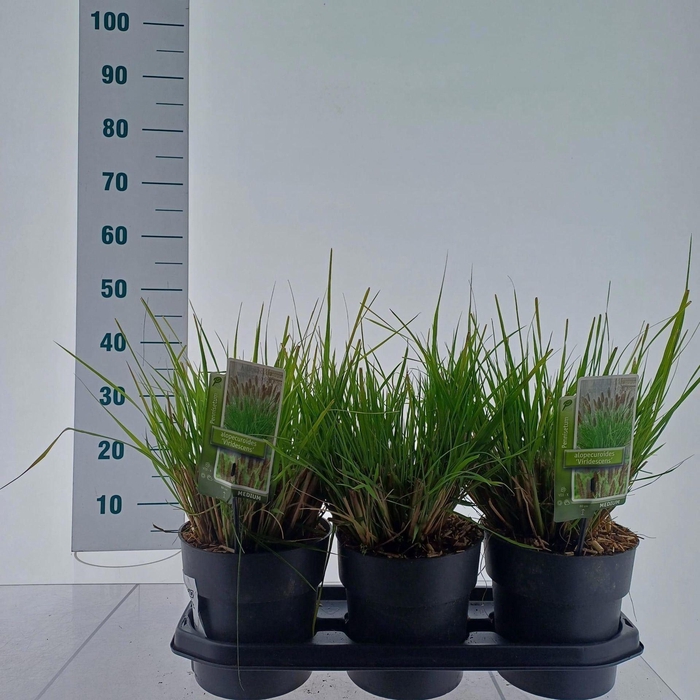 Pennisetum alopecuroides