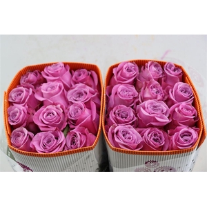 R Gr Queens Crown Tessa