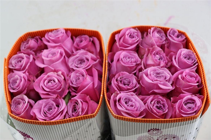 <h4>R Gr Queens Crown Tessa</h4>