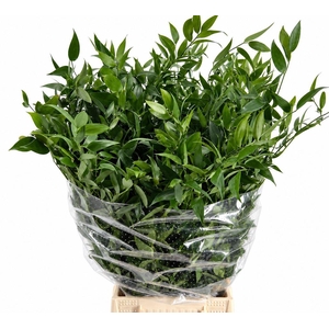 Leaf ruscus italia middle