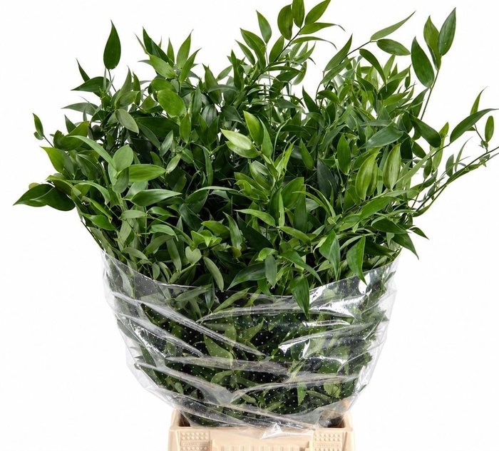<h4>Leaf ruscus italia middle</h4>