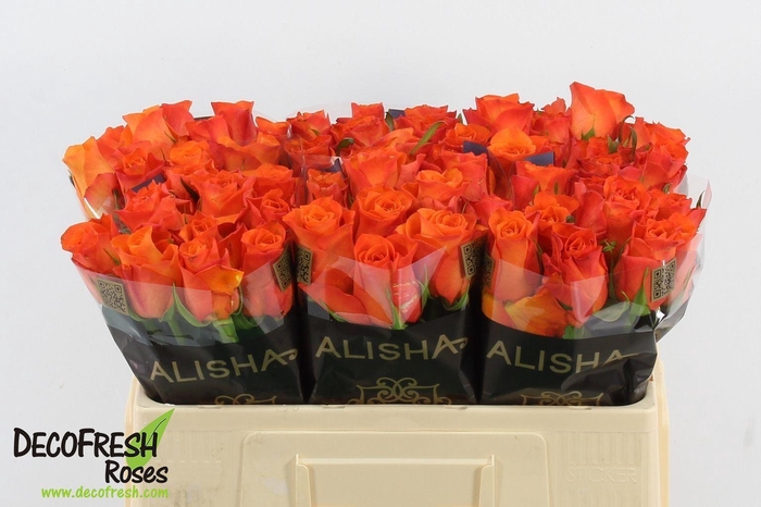 <h4>Rs gr Orange Wave</h4>