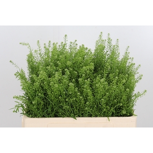 Lepidium Vir. Gwelo Green