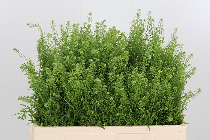 <h4>Lepidium Vir. Gwelo Green</h4>
