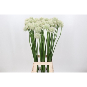 Allium  'Mount Everest'