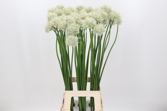 <h4>Allium  'Mount Everest'</h4>