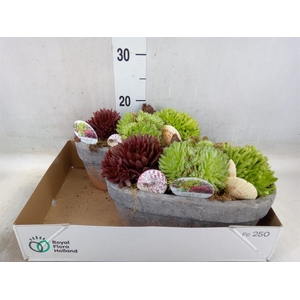 Arr.  Sempervivum L%