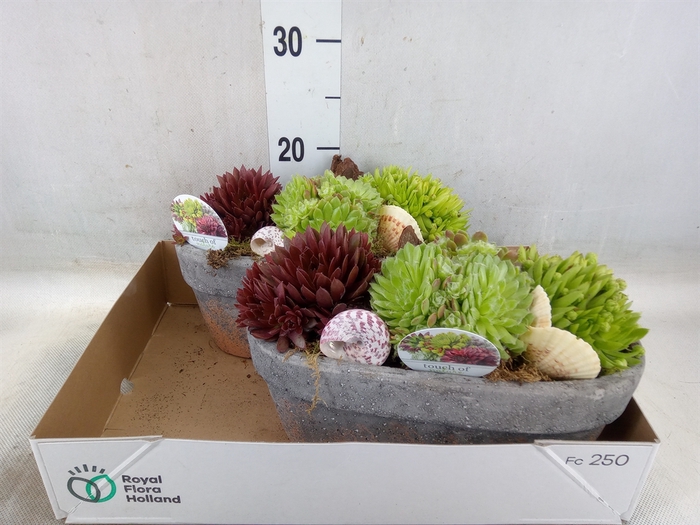<h4>Arr.  Sempervivum L%</h4>