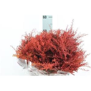 Acacia Mimosa Klb Rood Fijn