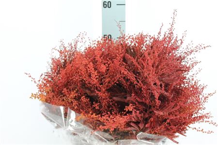 <h4>Acacia Mimosa Klb Rood</h4>