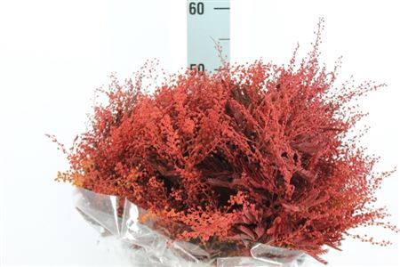 <h4>Acacia Mimosa Klb Rood Fijn</h4>