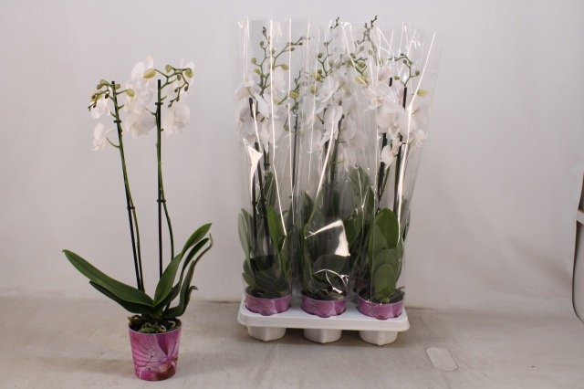 <h4>PHAL OV WIT</h4>
