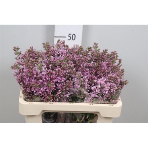 Syr V Dark Koster 4+