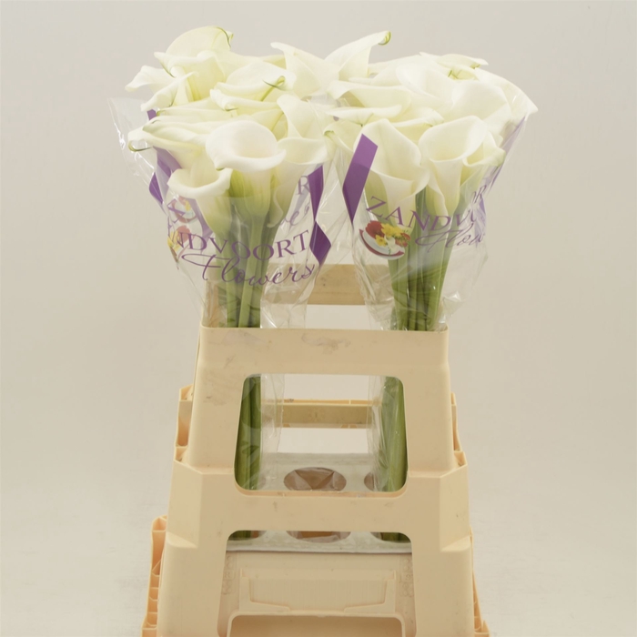 <h4>Calla White Art</h4>