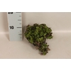 Indoor 10 cm Callisia Repens Turtle