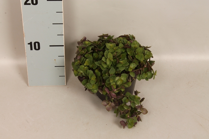 Indoor 10 cm Callisia Repens Turtle