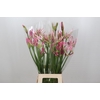 Nerine Mix