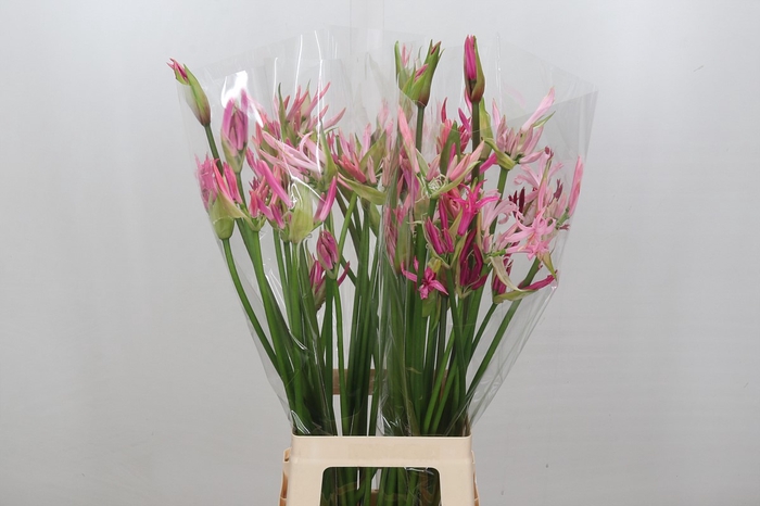 Nerine Mix