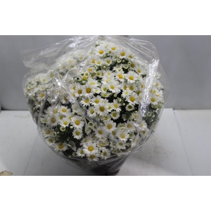 CRISANTEMO BOLA BELGA C21 BRANCO