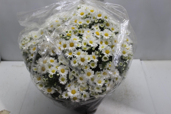 <h4>CRISANTEMO BOLA BELGA C21 BRANCO</h4>