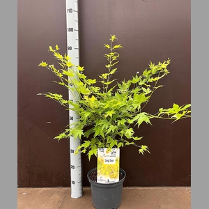 ACER PA ORANGE DREAM