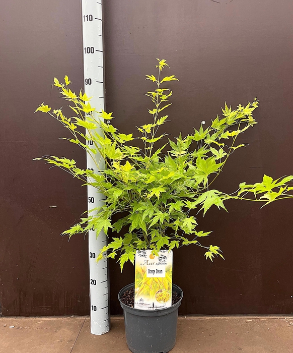 <h4>ACER PA ORANGE DREAM</h4>