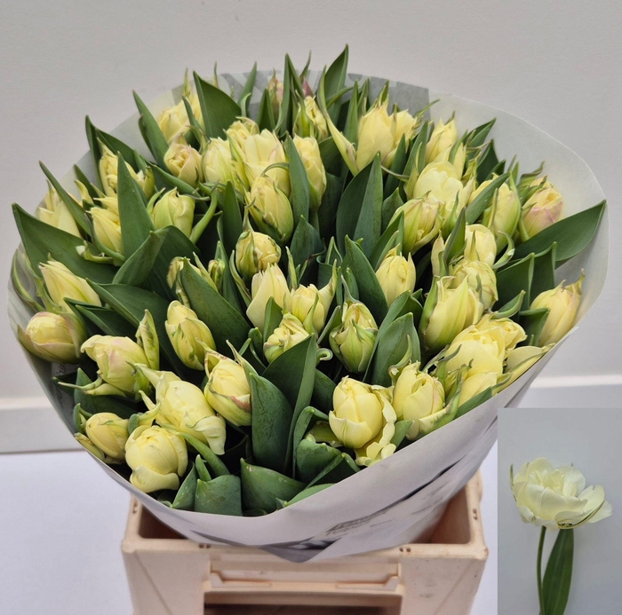 <h4>TU DU WHITE VALLEY</h4>